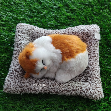 Sleeping Cat